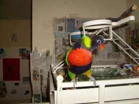 Lost Lory / Lorikeet