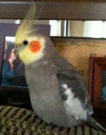 Lost Cockatiel