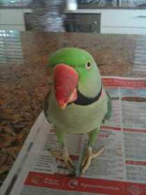 Lost Alexandrine