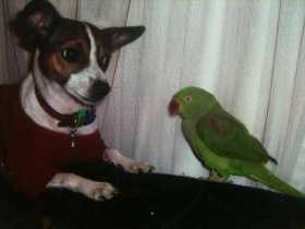 Lost Alexandrine