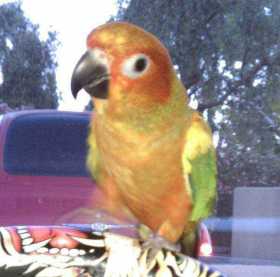 Lost Conure