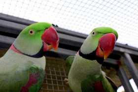 Lost Alexandrine