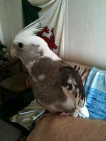 Lost Cockatiel