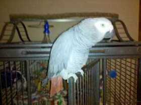 Lost African Grey