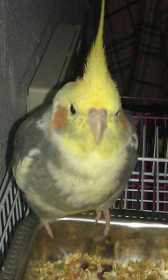 Lost Cockatiel