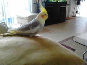 Lost Cockatiel