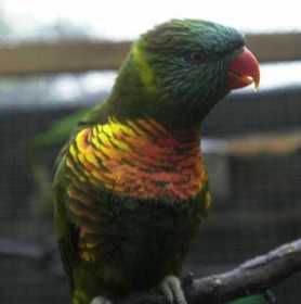 Lost Lory / Lorikeet