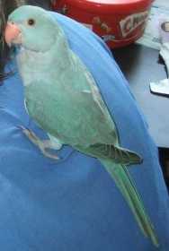 Lost Indian Ringneck Parakeet