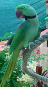 Lost Alexandrine