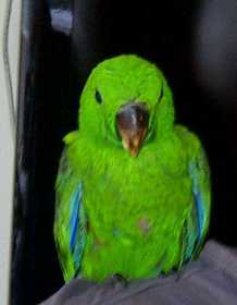 Lost Eclectus