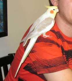 Lost Cockatiel