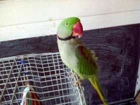 Lost Alexandrine