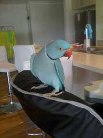 Lost Indian Ringneck Parakeet