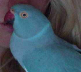 Lost Indian Ringneck Parakeet
