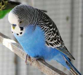 Lost Budgerigar