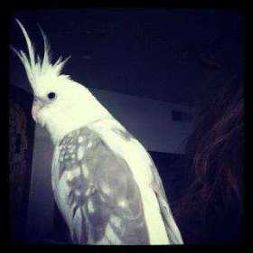 Lost Cockatiel