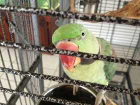 Lost Alexandrine