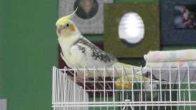 Lost Cockatiel