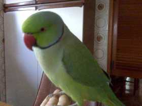 Lost Indian Ringneck Parakeet