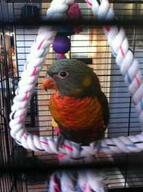 Lost Lory / Lorikeet