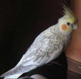 Lost Cockatiel