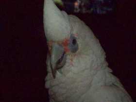 Lost Corella Cockatoo