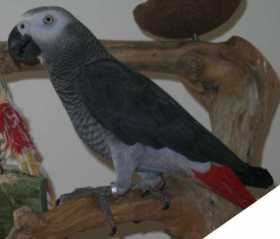 Lost African Grey