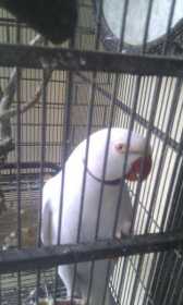 Lost Indian Ringneck Parakeet