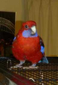 Lost Rosella