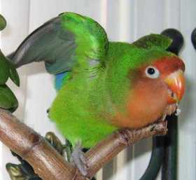 Lost Lovebird