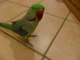 Lost Alexandrine