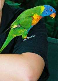 Lost Lory / Lorikeet