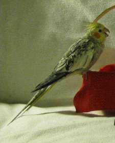 Lost Cockatiel