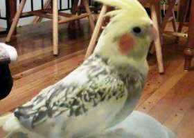 Lost Cockatiel