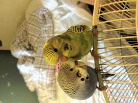 Lost Budgerigar