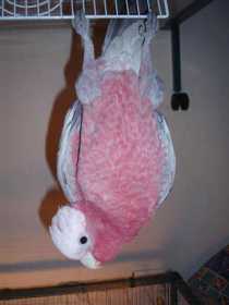 Lost Galah Cockatoo