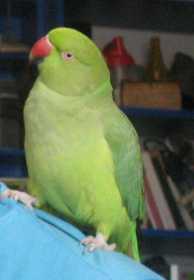 Lost Indian Ringneck Parakeet
