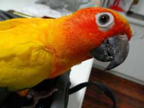 Lost Conure