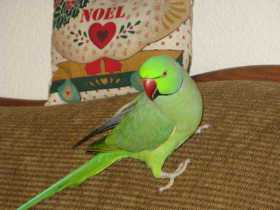 Lost Parakeet