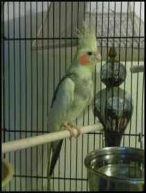 Lost Cockatiel