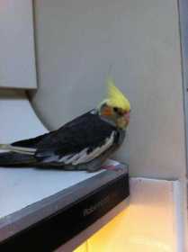 Lost Cockatiel