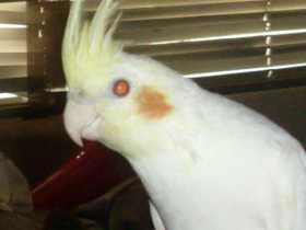 Lost Cockatiel