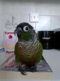 Lost Conure