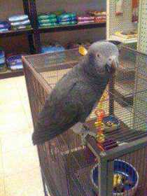 Lost African Grey