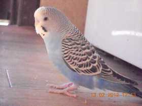 Lost Budgerigar