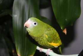 Lost Parakeet