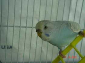 Lost Parakeet