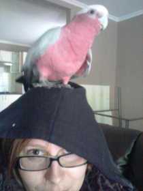 Lost Galah Cockatoo