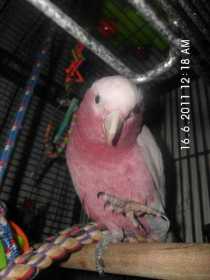 Lost Galah Cockatoo