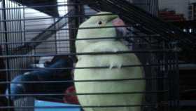 Lost Indian Ringneck Parakeet